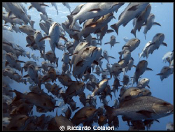 Lutjanus bohar at Shark Reef - Canon Powershot G10 + Cano... by Riccardo Colaiori 